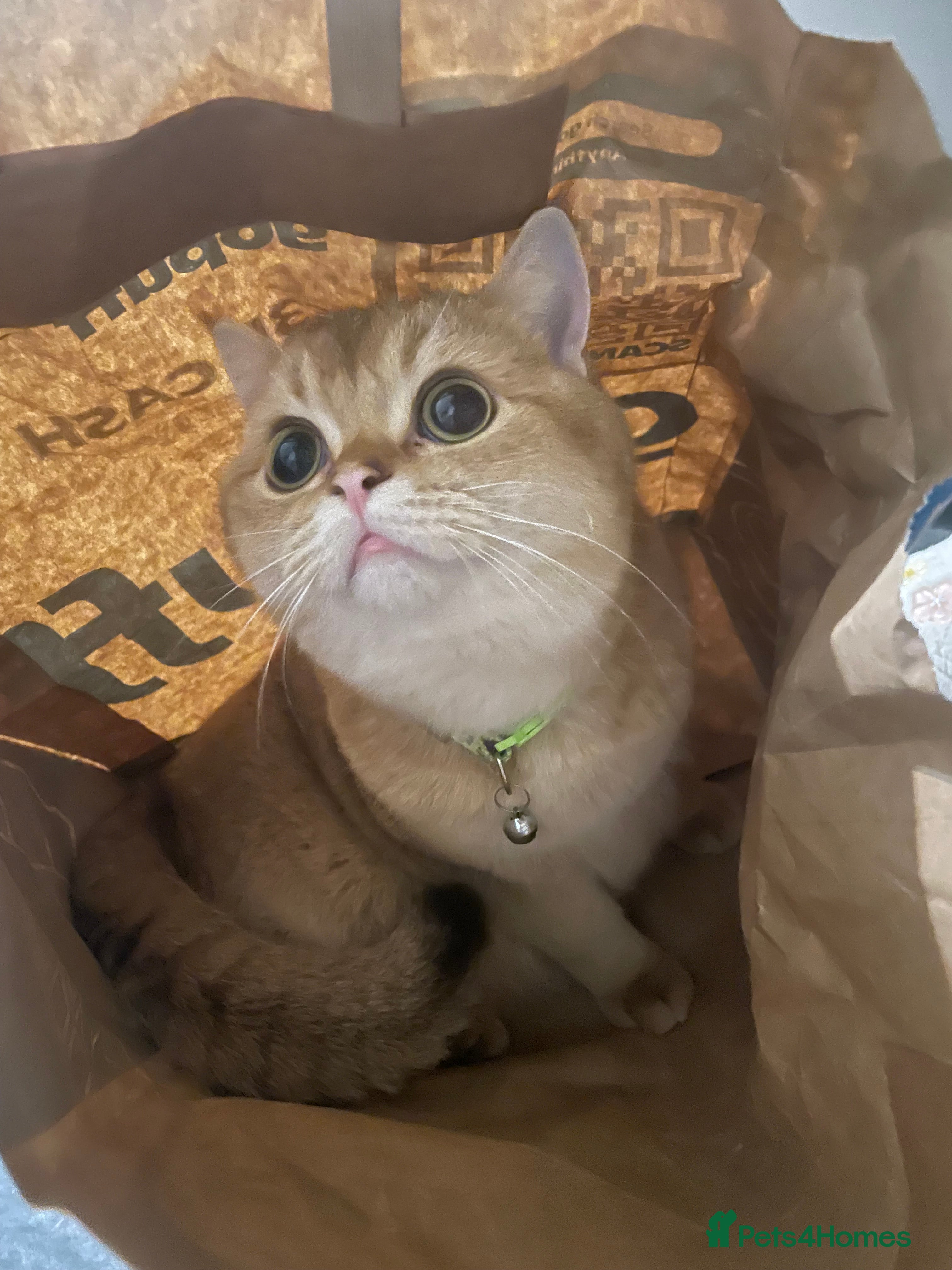 Scottish Fold cats Scottish Straight Male Stud – “Poopsie”  - Advert 2