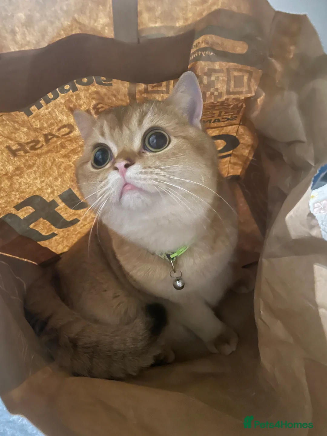 Scottish Fold cats for stud: Scottish Straight Male Stud – “Poopsie”  - Advert 4