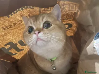 Scottish Fold cats Scottish Straight Male Stud – “Poopsie” - Advert 2