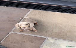 Miniature Dachshund dogs for sale: Last girl reduced  - Image 1
