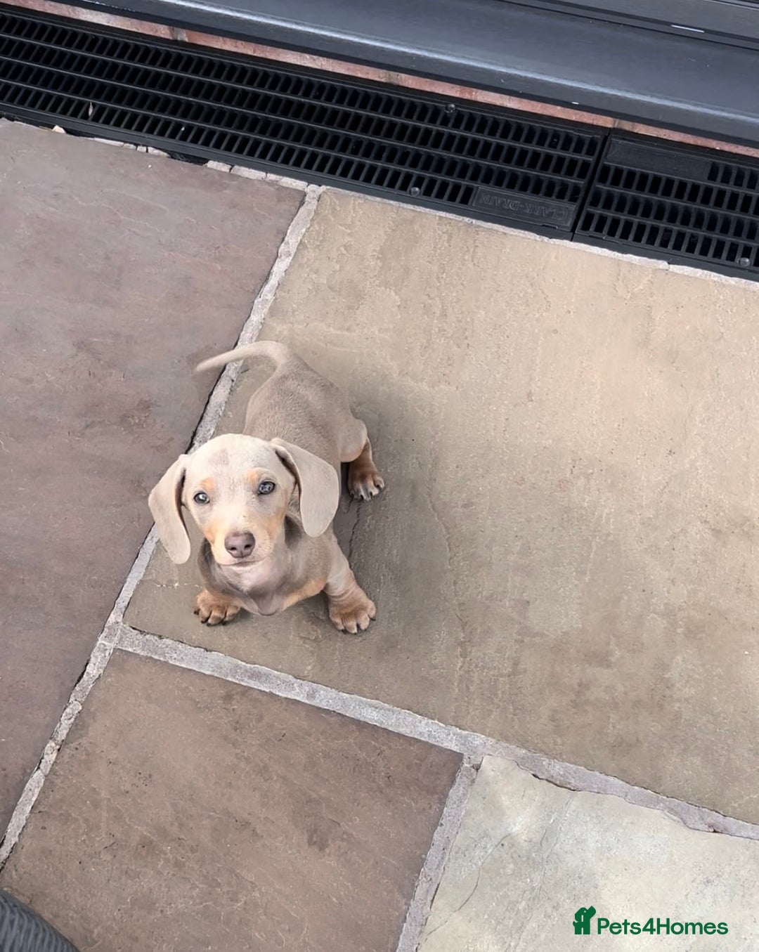 Miniature Dachshund dogs for sale: Last girl reduced  - Image 1