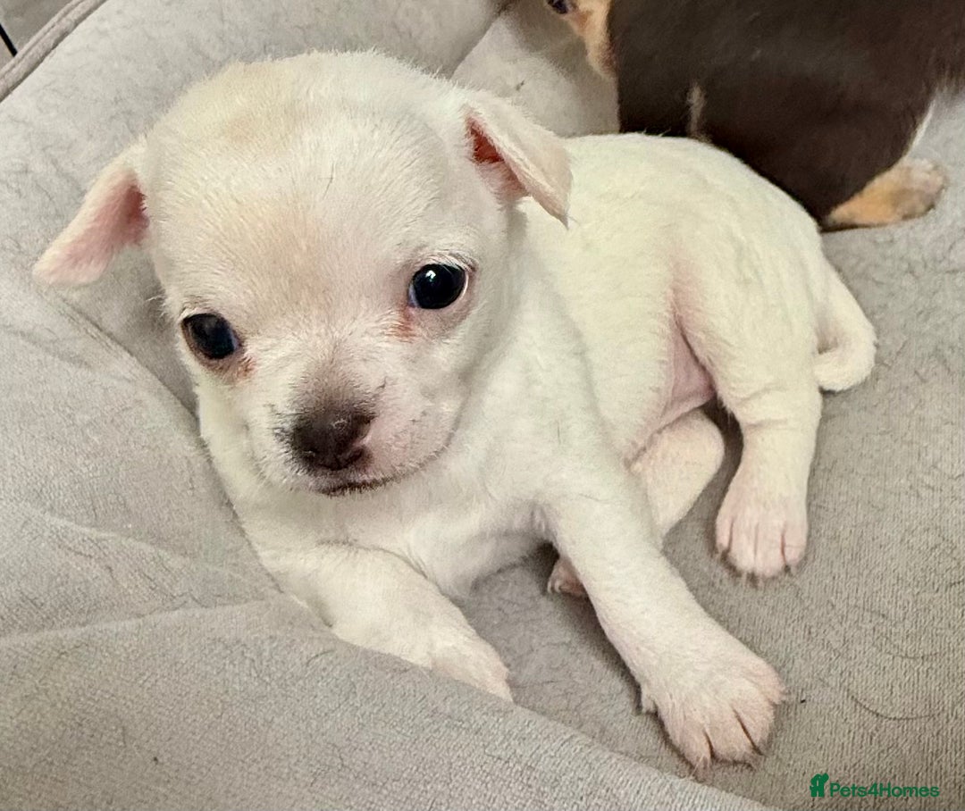 Chihuahua dogs for sale: 5 gorgeous chihuahua pups - viewings start 23/08 - Image 17