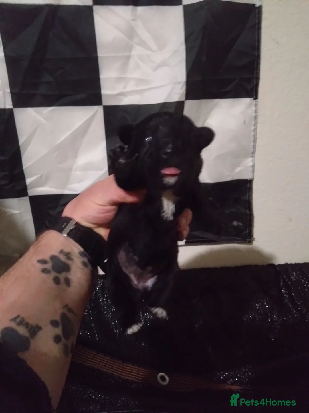 Mixed Breed dogs for sale: Patterdale Lakeland Border x Patterdale  - Advert 3