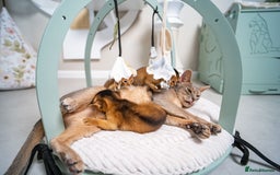 Abyssinian cats for sale: Champion Line Abyssinians- Rare Beauty- TICA reg. - Image 30
