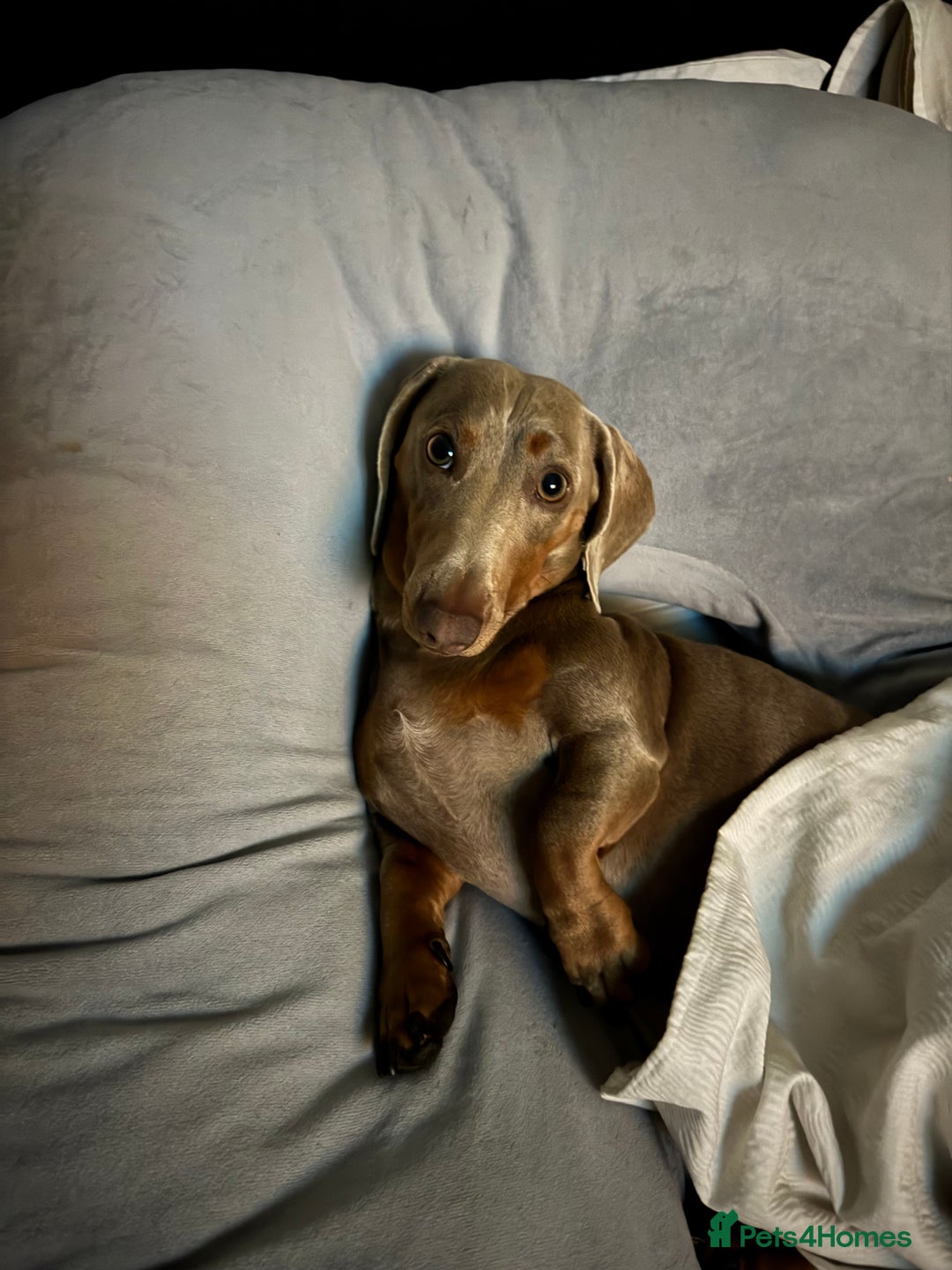 Miniature Dachshund dogs for sale: Isabella tan miniature dachshund  - Image 2