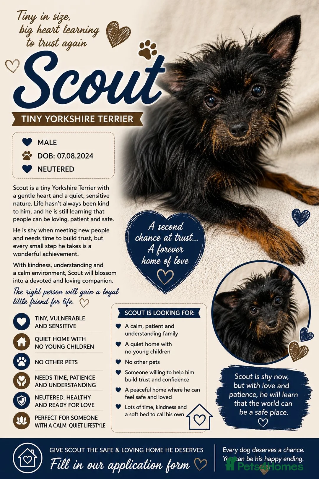 Yorkshire Terrier dogs for adoption: SCOUT – Tiny Yorkshire Terrier - Advert 2