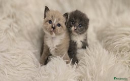 Scottish Fold cats for sale: Beautiful Scottish fold babies - Image 8