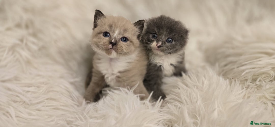 Scottish Fold cats for sale: Beautiful Scottish fold babies - Image 8