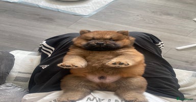 Chow Chow dogs - Advert 9
