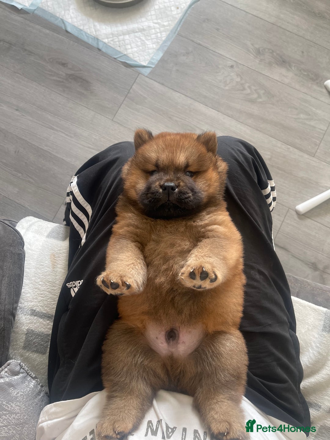 Chow Chow dogs for sale: 🐾Adorable Pedigree Chow Chow Puppies paw - Image 2