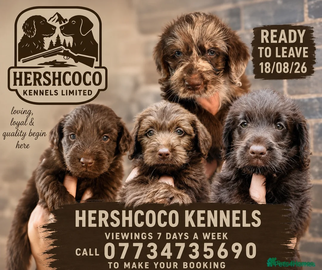 Labradoodle dogs for sale: 🐾 Rare Merle Labradoodles Ready to go 18/08/26🐾 - Advert 1