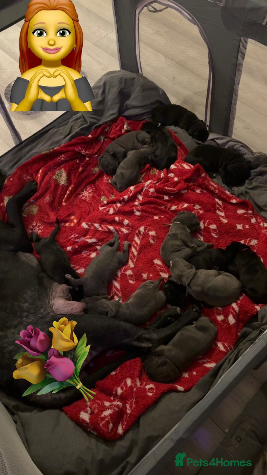 Cane Corso dogs for sale: 10 beautiful girls  - Advert 7