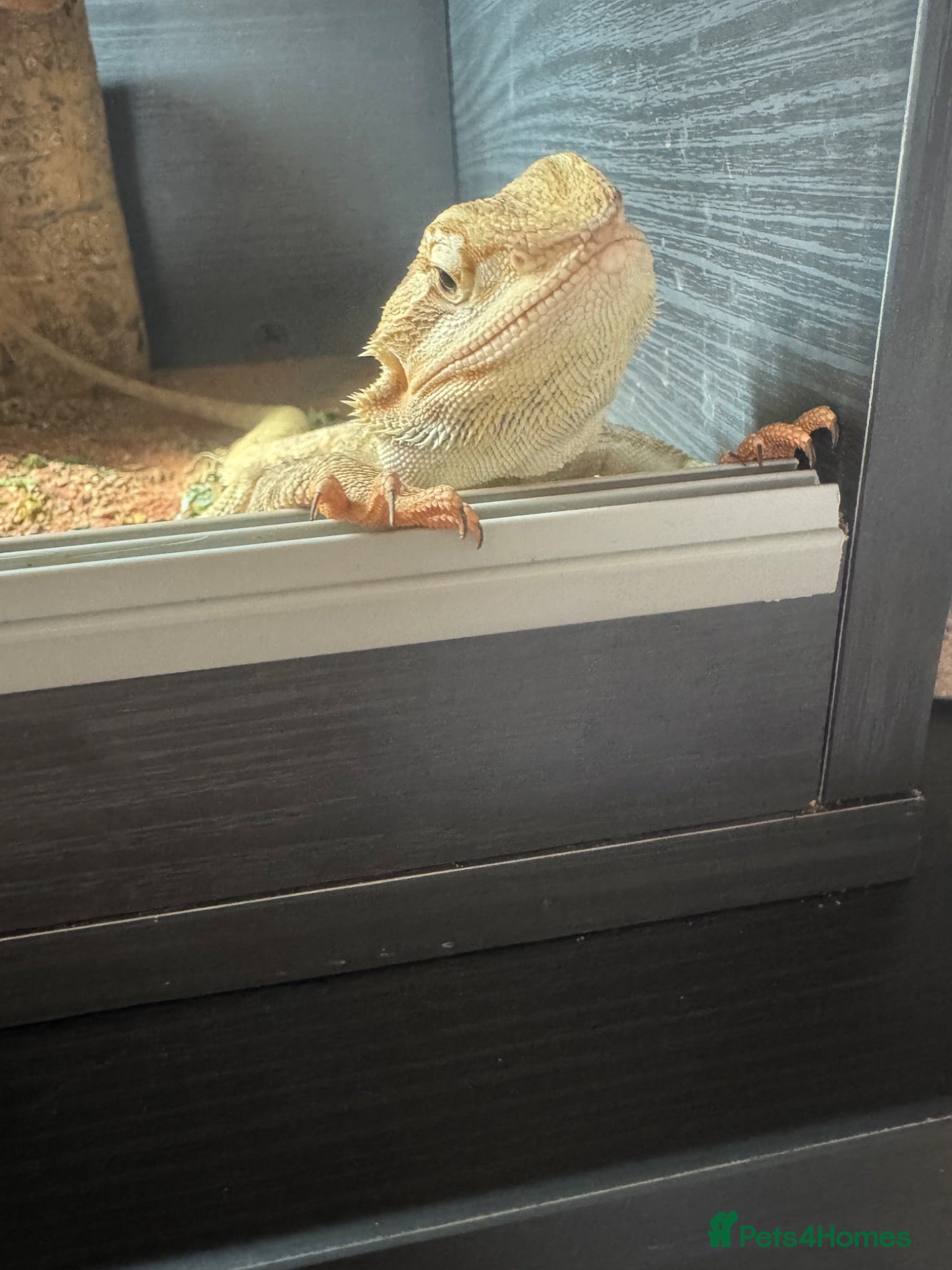 Bearded Dragon reptiles Bearded dragon and full set up  - Advert 6
