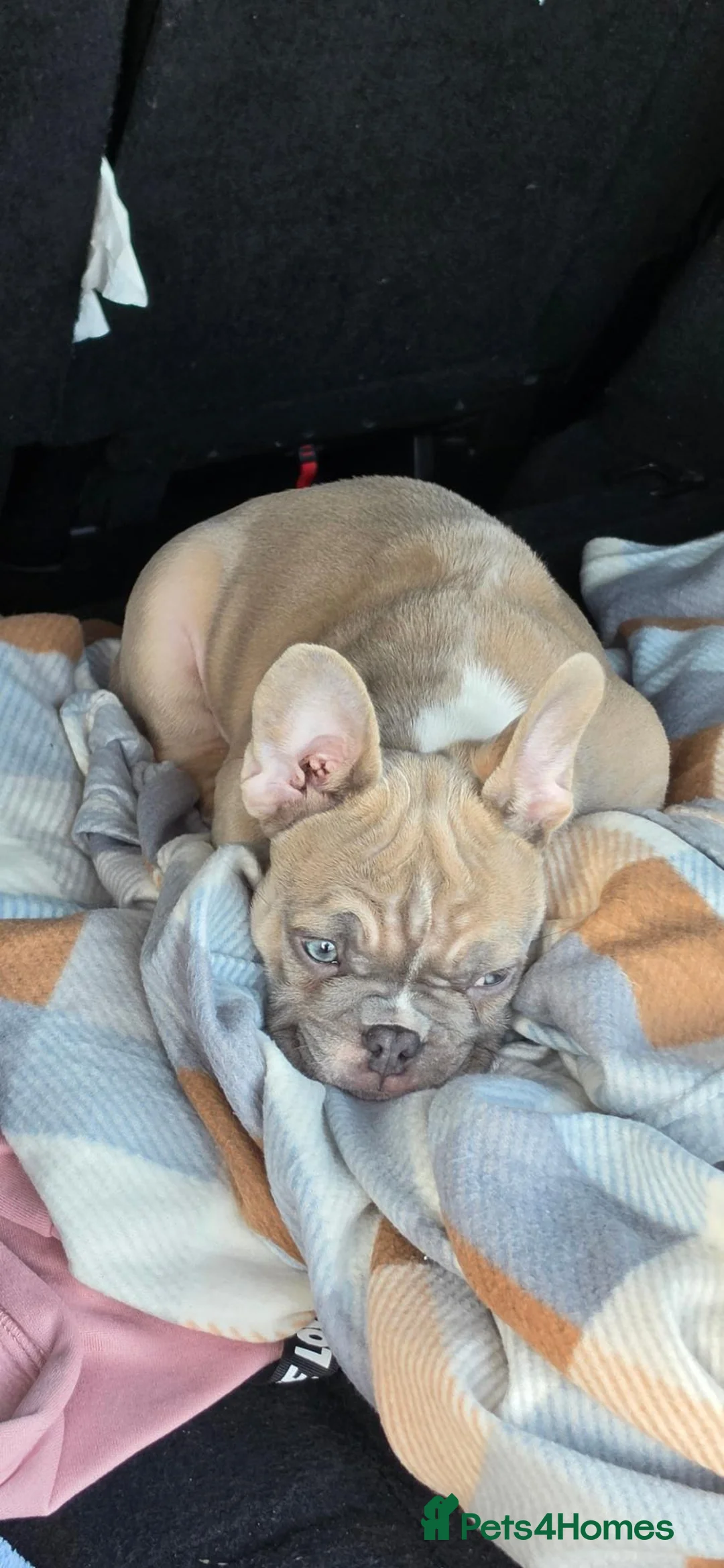 French Bulldog dogs for sale: Handsome  French Bulldog Boy  in Dudley - Advert 8
