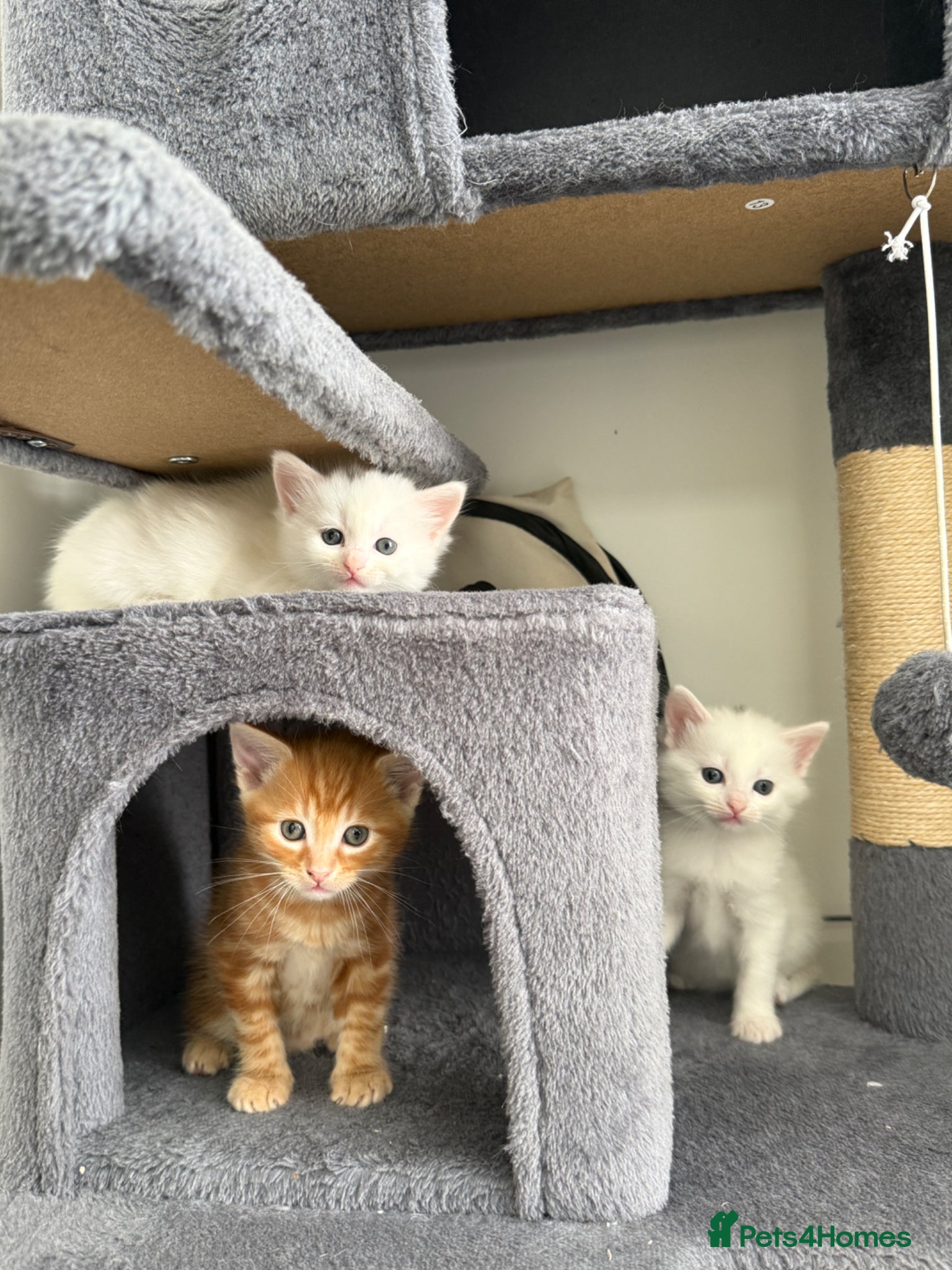 Turkish Angora cats 3 Adorable Kittens - Advert 14