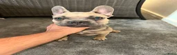 French Bulldog dogs for sale: French Bulldog  - Advert 9