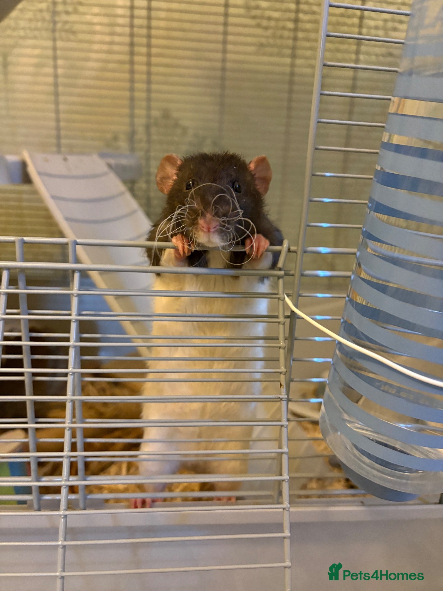 Rat rodents 2 male dumbo rats  - Advert 3