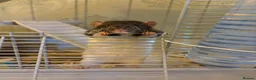 Rat rodents for sale: 2 male dumbo rats  in Filey - Advert 1