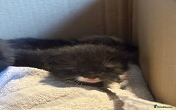 British Longhair cats for sale: 5 beautiful kittens for sale - Image 8