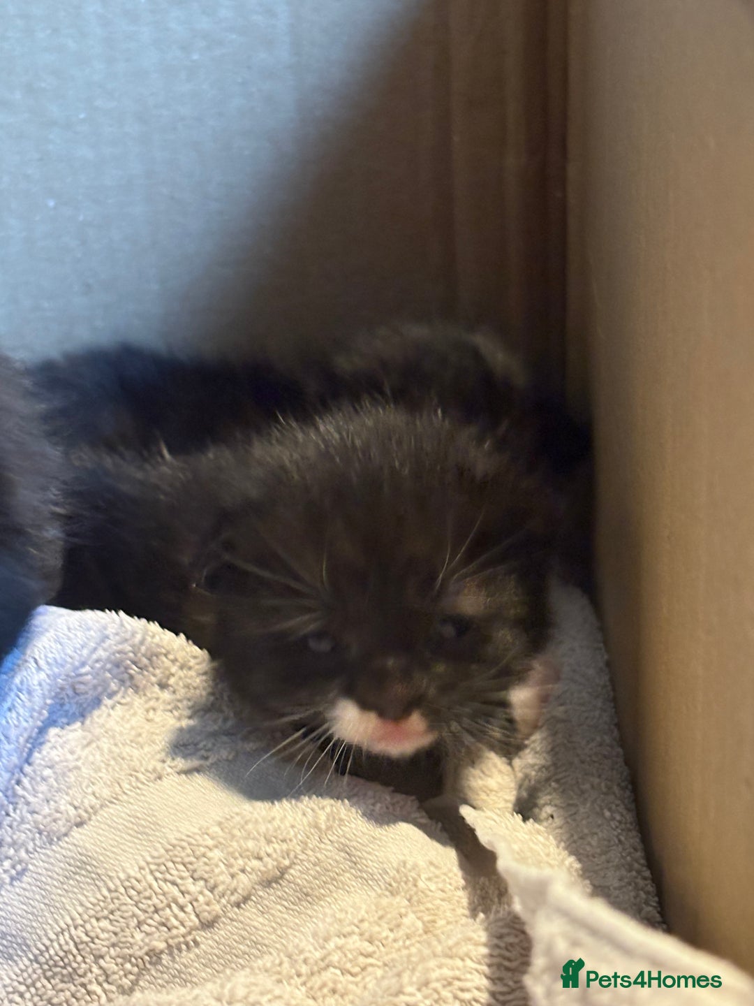 British Longhair cats for sale: 5 beautiful kittens for sale - Image 8