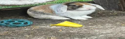 Mixed Breed rabbits for sale: Mini lop and lion head FREE - Advert 4