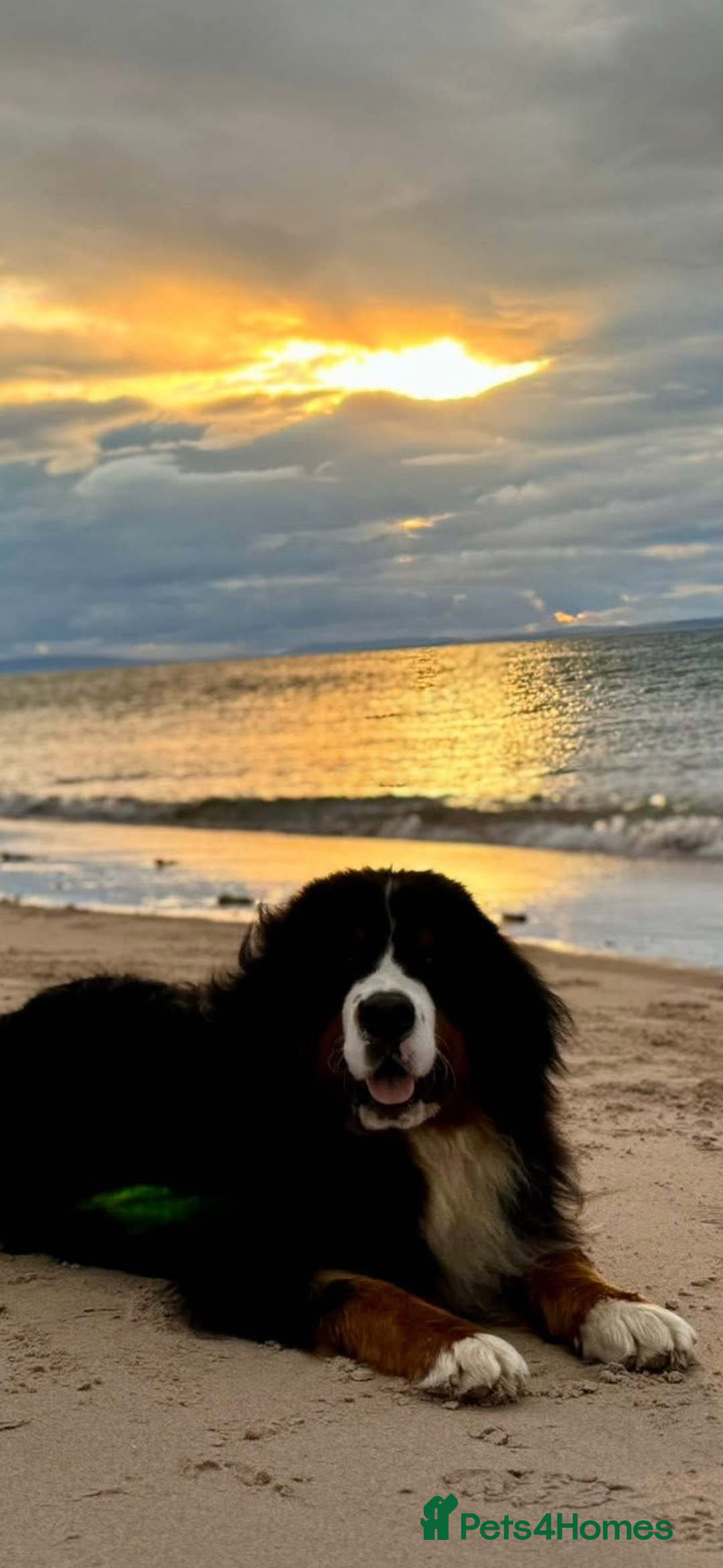 Bernese Mountain Dog dogs for stud: Gorgeous Bernese stud Maui - Advert 7