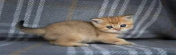 Scottish Fold cats for sale: TICA Scottish Straight Boy–Champion Bloodlines - Advert 8