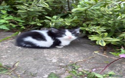 Mixed Breed cats for sale: 🐾 Beautiful Mixed-Breed Kittens –Ready🐾 - Image 32