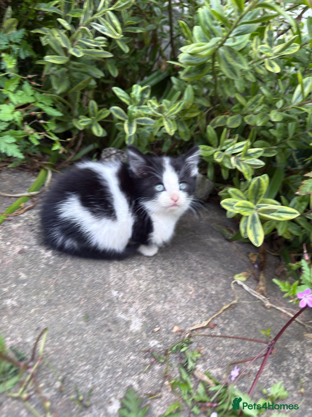 Mixed Breed cats for sale: 🐾 Beautiful Mixed-Breed Kittens –Ready🐾 - Image 32