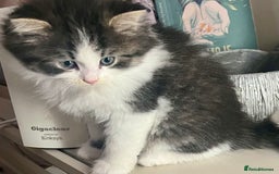 British Longhair cats for sale: British Longhair kittens mix - Advert 5