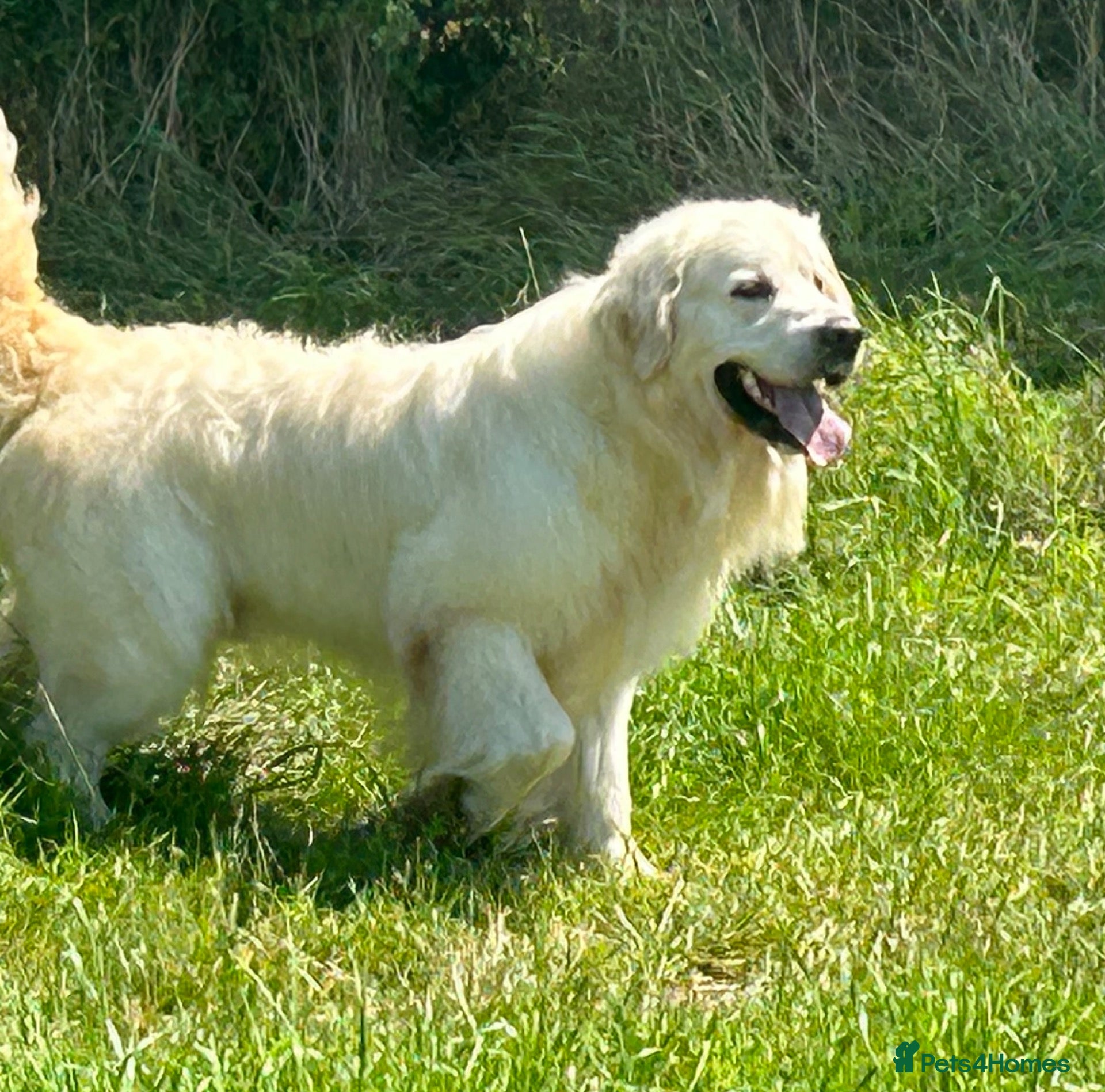 Golden Retriever dogs Kc reg cream golden retriever pups - Advert 1
