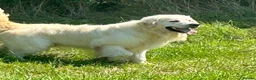 Golden Retriever dogs for sale: Kc reg cream golden retriever pups - Advert 1