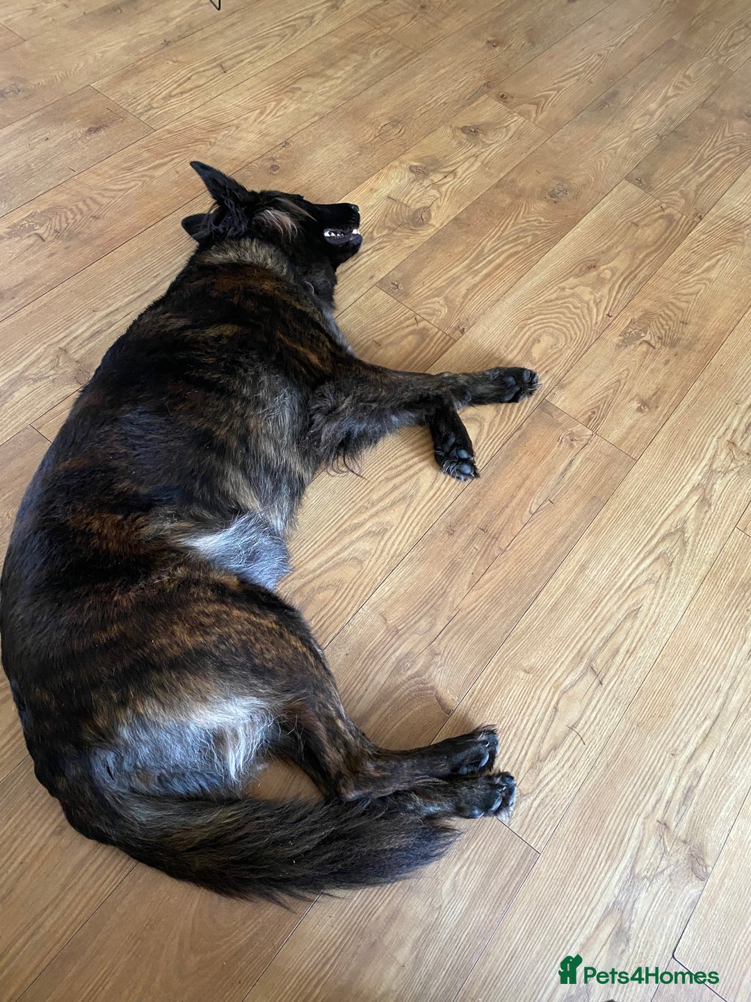 German Shepherd dogs for sale: Female German Shepherd For Rehome - Advert 4