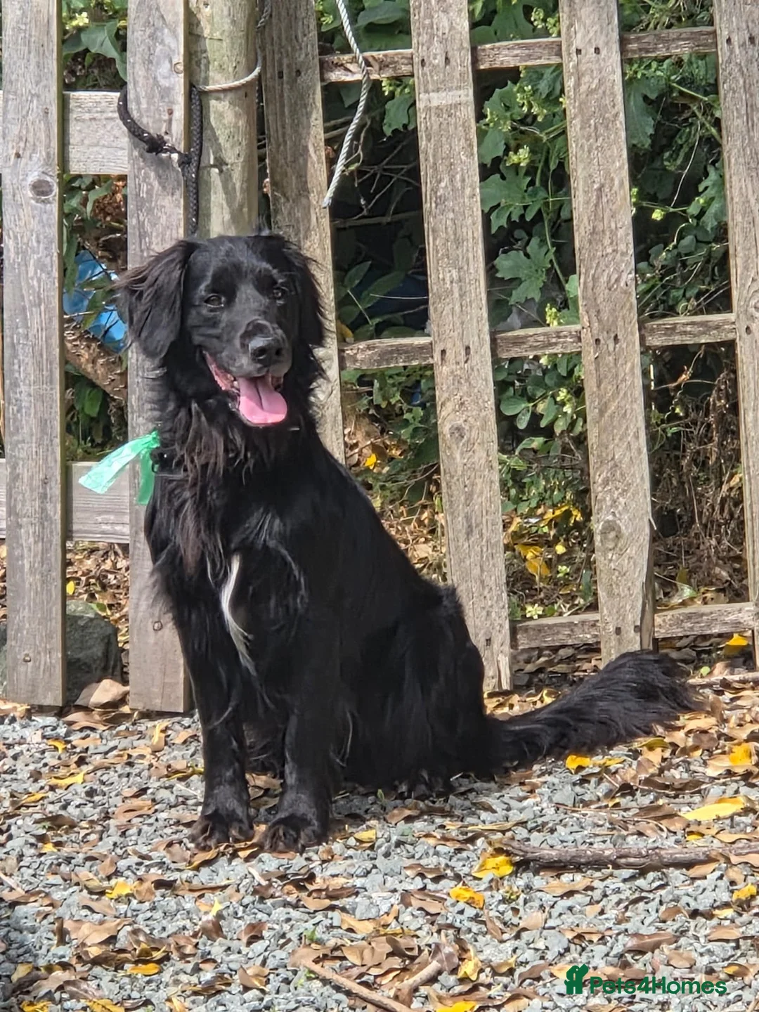 Mixed Breed dogs for sale: Cocker Spaniel/ Collie +spaniel puppies  - Advert 7