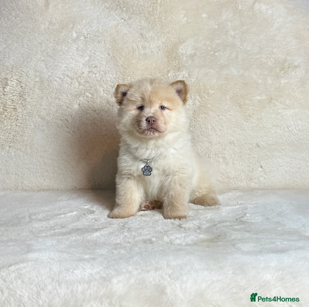 Mixed Breed dogs for sale: (Bear) lilac platinum male chowsky puppy  - Advert 5
