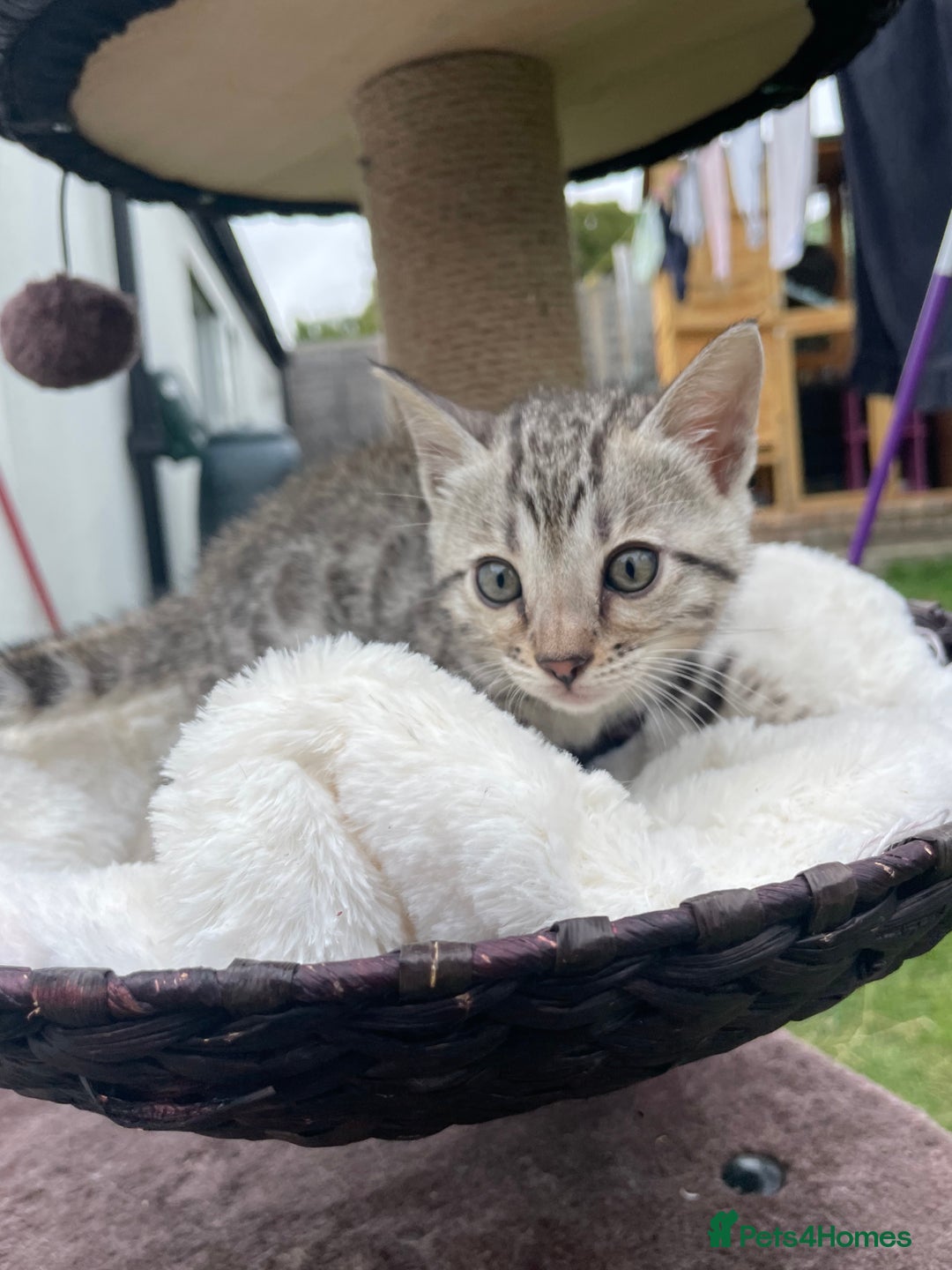 Bengal cats for sale: 3 Pure Bengals left  - Image 14