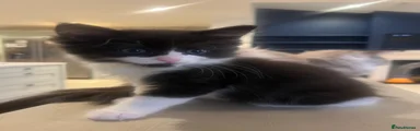 Ragcoon 1
