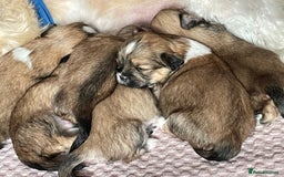 Lhasa Apso dogs for sale: 4 stunning pedigree Lhasa apsos for sale  - Image 8