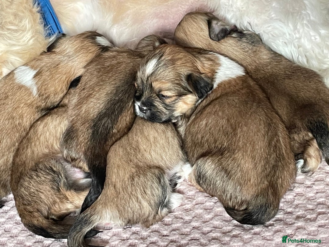 Lhasa Apso dogs for sale: 4 stunning pedigree Lhasa apsos for sale  - Image 8