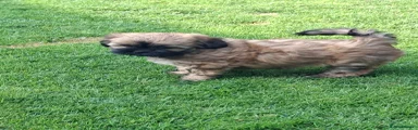 Shih Tzu 3