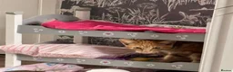 Domestic Shorthair cats for sale: Ginger male Kitten - Hoppity  - Advert 5