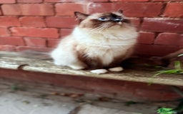 Ragdoll cats for sale: Beautiful girl for loving home  - Image 1