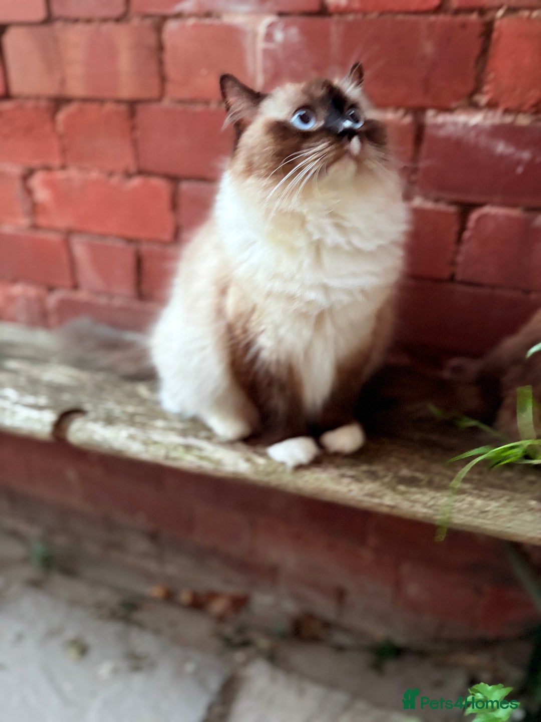 Ragdoll cats for sale: Beautiful girl for loving home  - Image 1