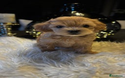 Maltipoo dogs for sale: Stunning litter of Maltipoo babies - just one left in Wokingham - Image 37