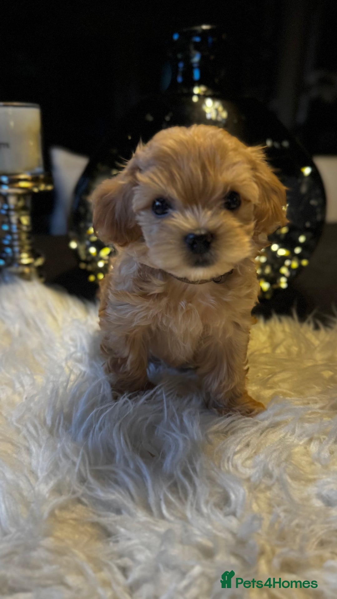 Maltipoo dogs for sale: Stunning litter of Maltipoo babies - just one left in Wokingham - Image 37