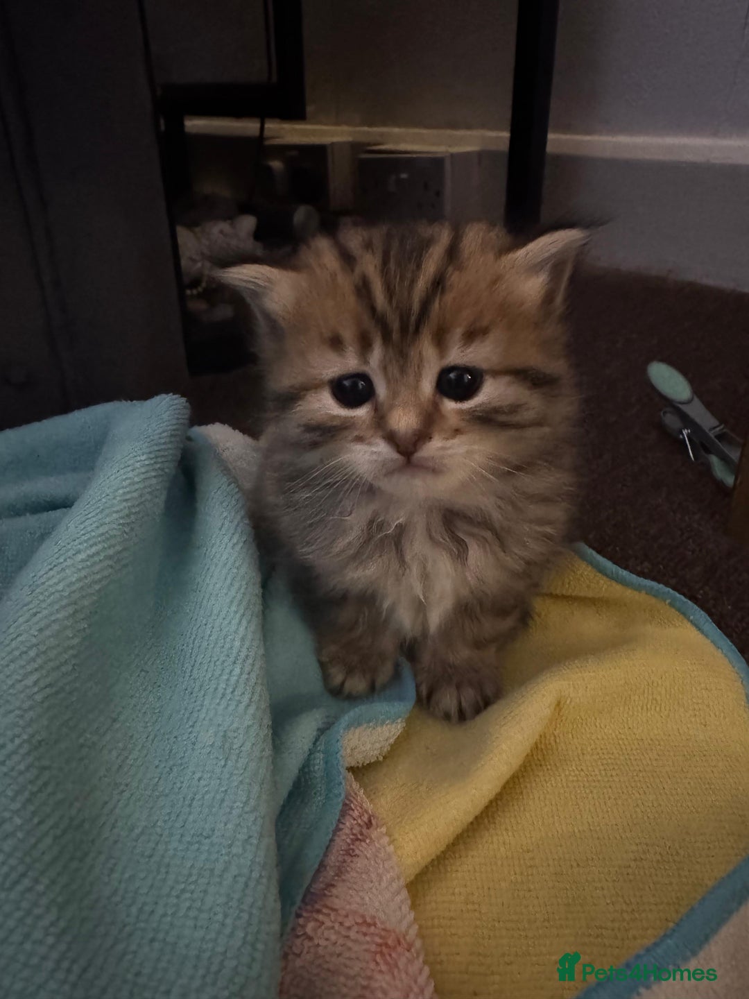 Scottish Fold cats for sale: 5 British Longhair and Scottish Straight kittens  - Image 7