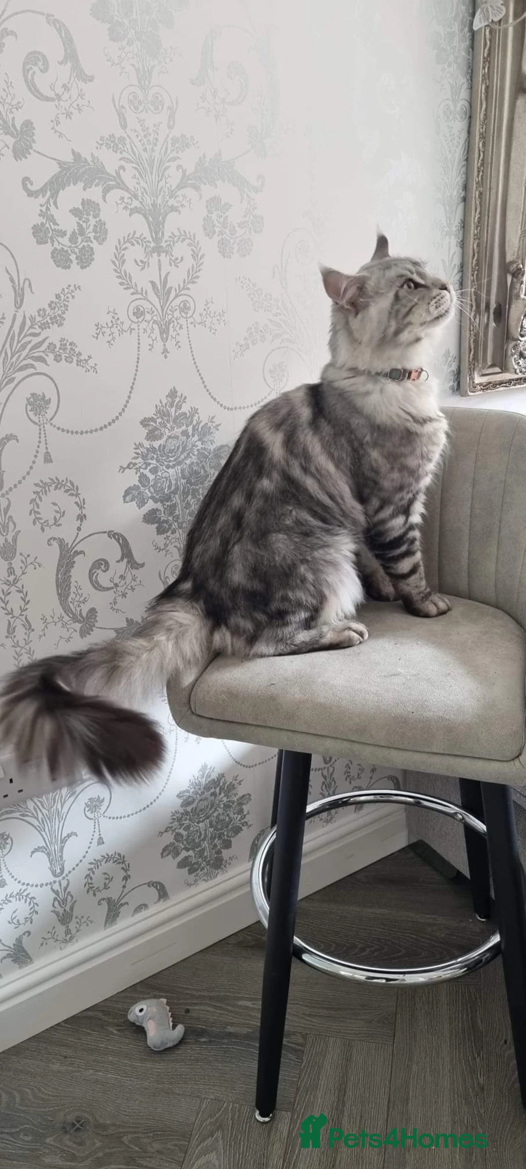 Maine Coon cats for stud: 2 XL Proven Studs 1 of them is a Tica Champion   in Royston - Advert 12
