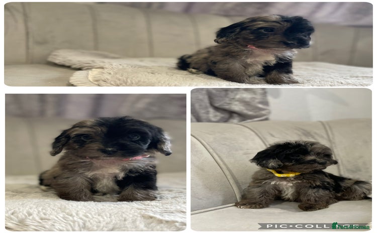 Cockapoo dogs - Advert 4