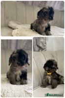 Cockapoo dogs - Advert 11