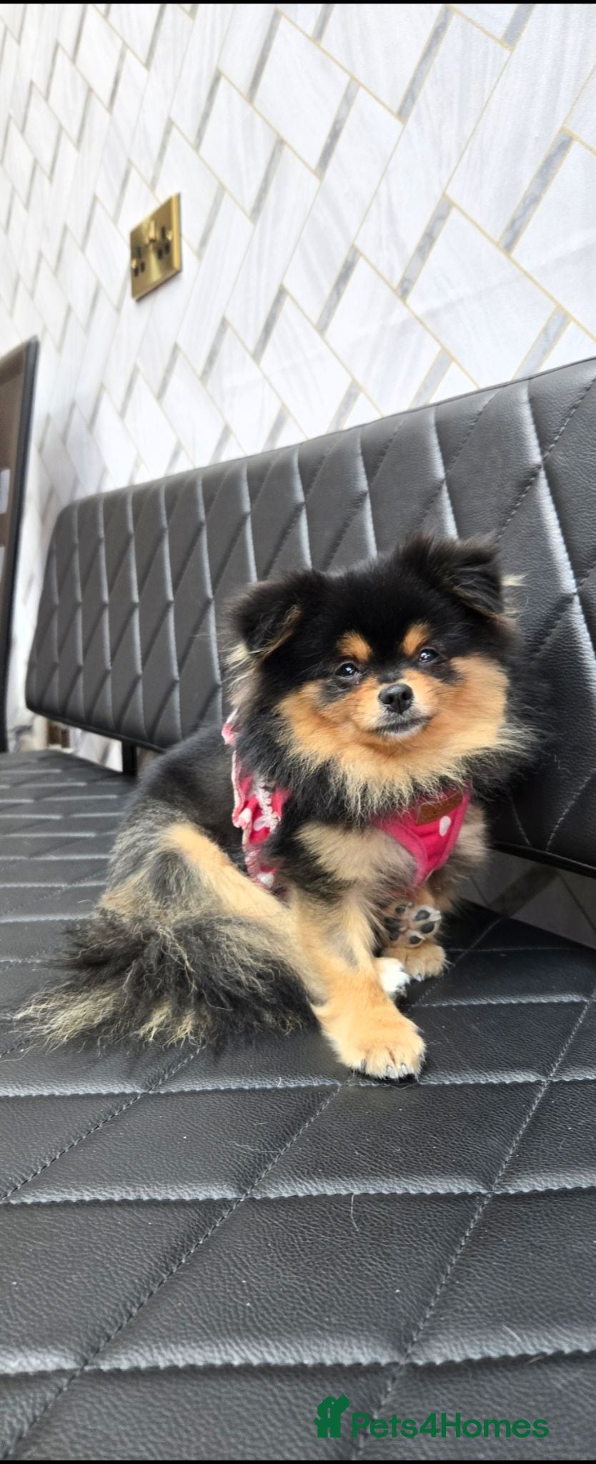 Pomeranian dogs Pomeranian puppies - Advert 18
